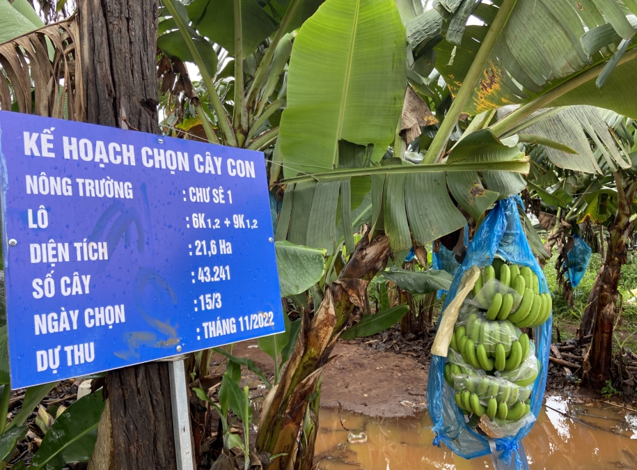 Hoàng Anh Gia Lai sẽ “rót” hơn 1.300 tỷ đồng vào dự án phát triển cây ăn quả kết hợp chăn nuôi heo tại Gia Lai