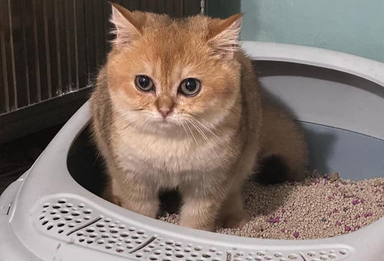 Bùng nổ tranh cãi việc chú mèo Golden bị trẻ nhỏ hành hạ và câu nói 'con nít có biết gì đâu'