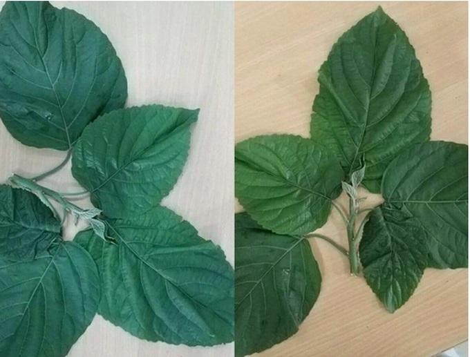 Bé 3 tuổi nguy kịch vì ăn lá lộc mại chữa tiêu chảy