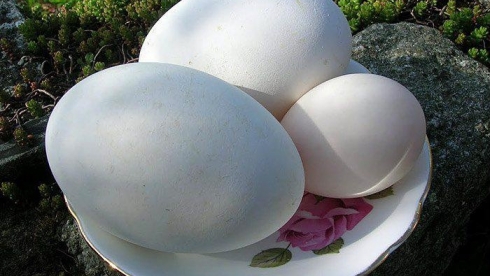 Bà bầu nên ăn trứng ngỗng vào thời điểm nào để sinh con thông minh?