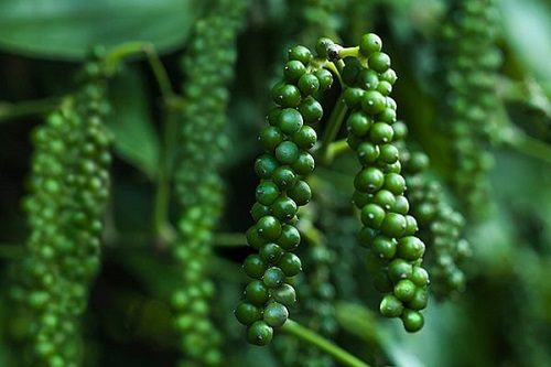 ho-tieu-co-cong-dung-gi-Vnfinance