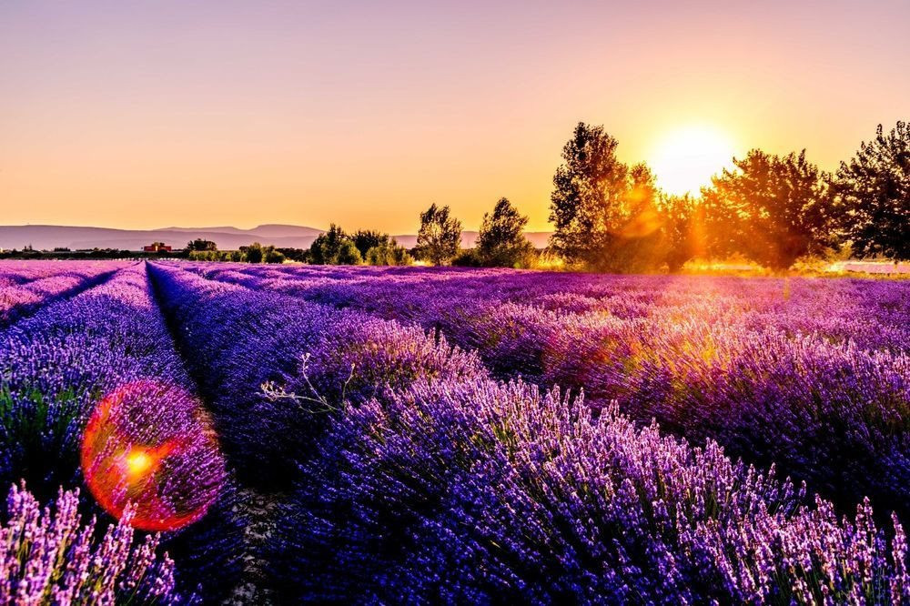 canh-dong-hoa-lavender-tour-du-lich-chau-au-2