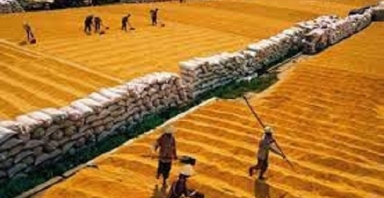 Thị trường xuất khẩu gạo nhộn nhịp dịp cuối năm