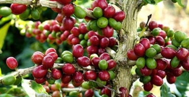 Giá cà phê hôm nay 29/1: Thị trường trong nước tăng 800 đồng/kg