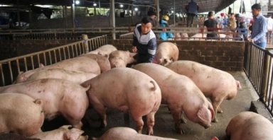 Giá heo hơi hôm nay 23/3: Tăng cao nhất 3.000 đồng/kg