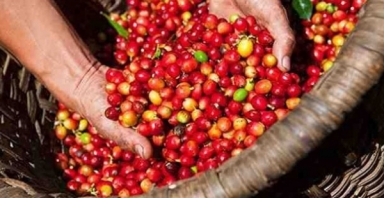 Giá cà phê hôm nay 31/3: Tăng mạnh 1.000 đồng/kg