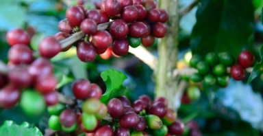 Giá cà phê hôm nay 1/4: Quay đầu giảm 500 đồng/kg