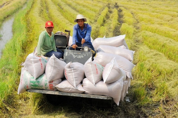 Dự báo giá gạo sẽ tăng nhẹ trong những tuần tới