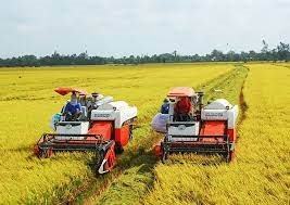 Nguồn cung không còn nhiều, giá lúa gạo duy trì ở mức cao