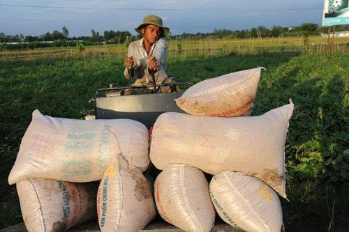 Nhu cầu gạo xuất khẩu ổn định, giá “đứng vững” ở mức cao