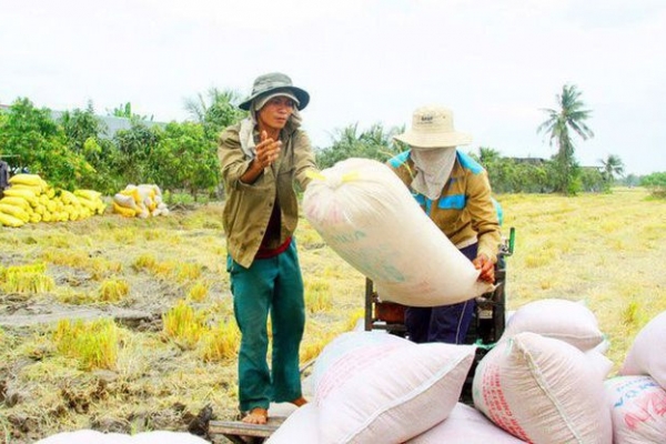 Thương nhân Trung Quốc làm nóng thị trường lúa gạo phiên đầu tuần